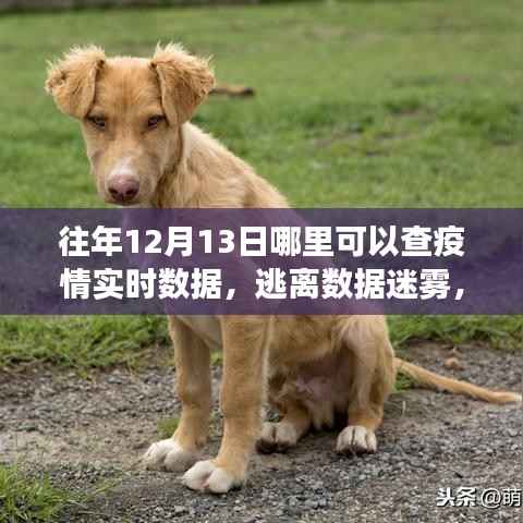 疫情之下的自然之旅,实时数据查询与美景中的内心平静探寻之路