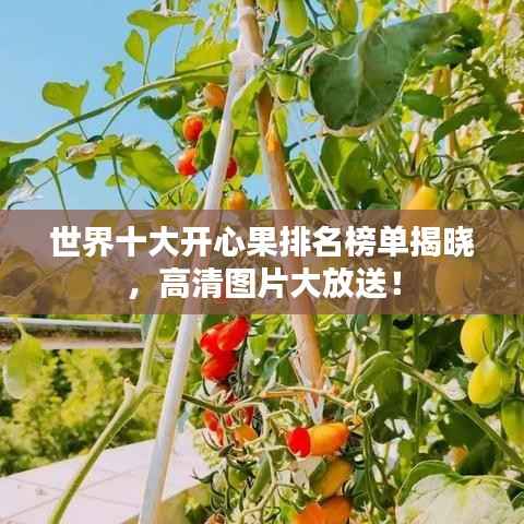 世界十大开心果排名榜单揭晓,高清图片大放送!