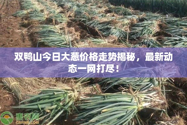双鸭山今日大葱价格走势揭秘,最新动态一网打尽!
