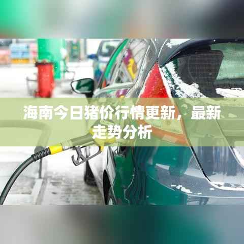 海南今日猪价行情更新,最新走势分析