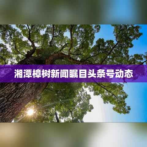湘潭樟树新闻瞩目头条号动态