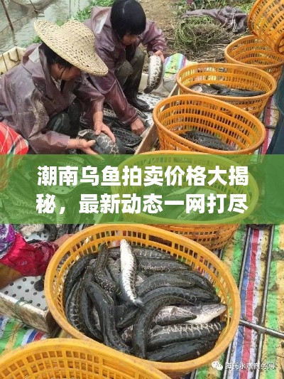 眉目如画