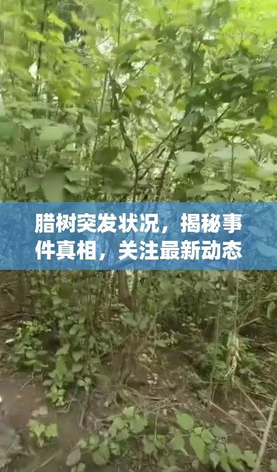 腊树突发状况,揭秘事件真相,关注最新动态