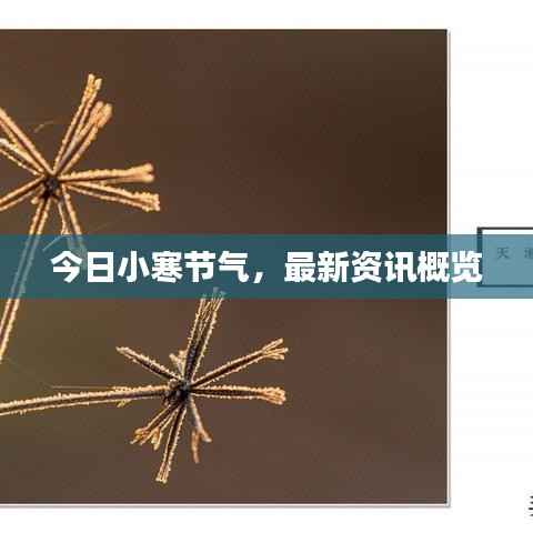 今日小寒节气，最新资讯概览