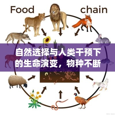 自然选择与人类干预下的生命演变,物种不断进化的奥秘探索
